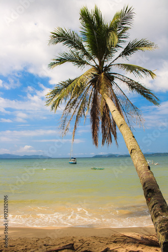 Beautiful palm tree on the beach in Port Barton. The island of Palawan. Philippines.