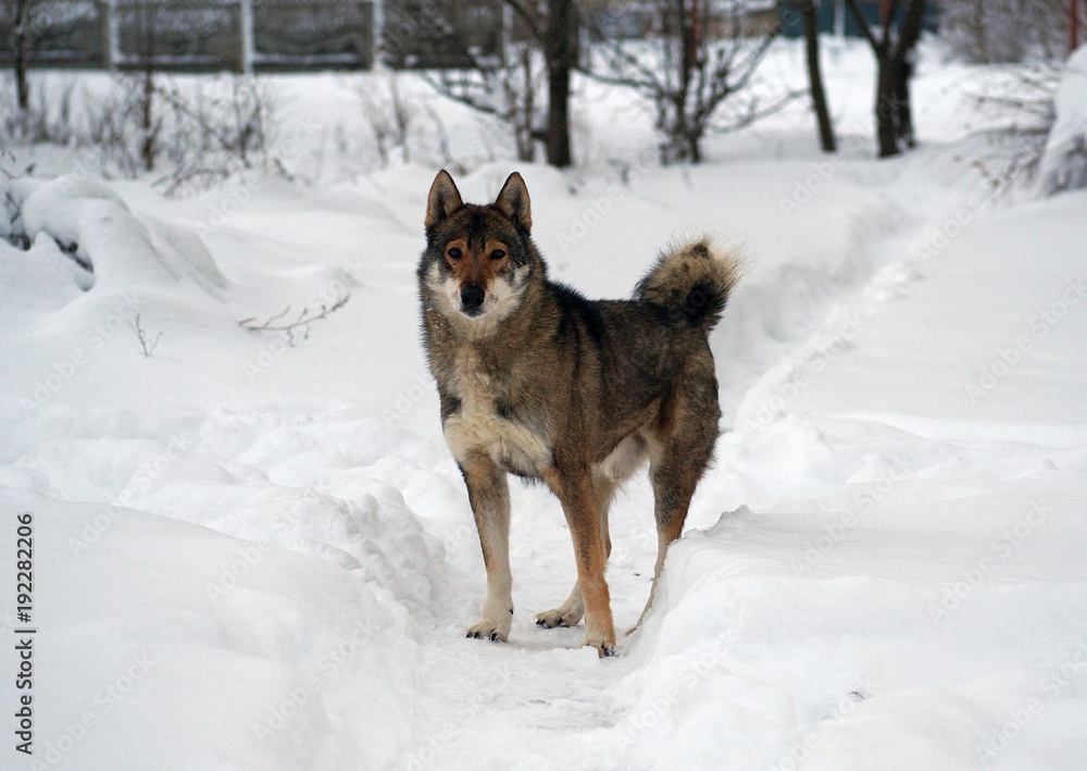 Male of West Siberian Laika  on a snow glade