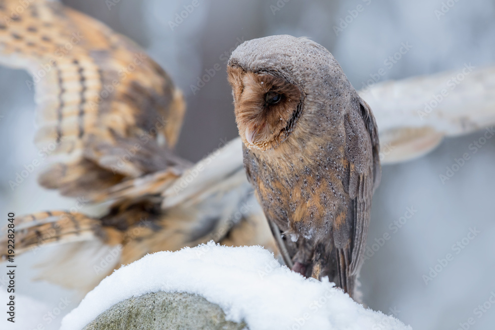 Φωτογραφία Eurasian Tawny Owl, Strix aluco, in the winter forest near the old cemetery sitting on the stone