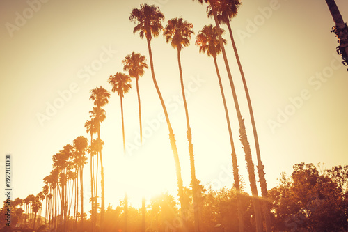 Quadro su tela Palm trees in sunset in Santa Barbara