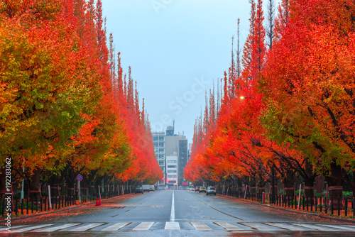 Ginkgo line tree in autumn. photo
