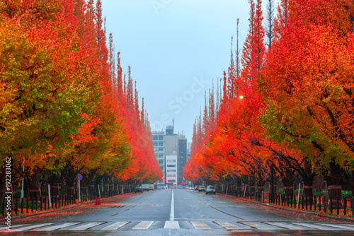 Photography Ginkgo line tree in autumn.