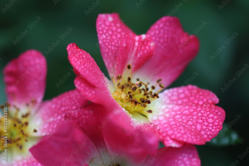 pink rose flower close up