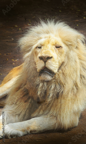 Fototapeta Naklejka Na Ścianę i Meble -  Closeup portrait of a big and old lion sitting on the floor