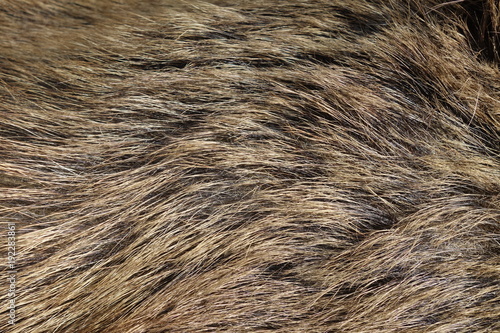 Boar fur texture, wildlife animal, close up