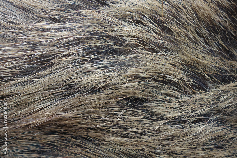 Boar fur texture, wildlife animal, close up Boar fur texture, wildlife animal, close up