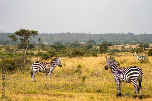 Three Zebras  one with the right look in the savannah of Nairobi Park in Kenya