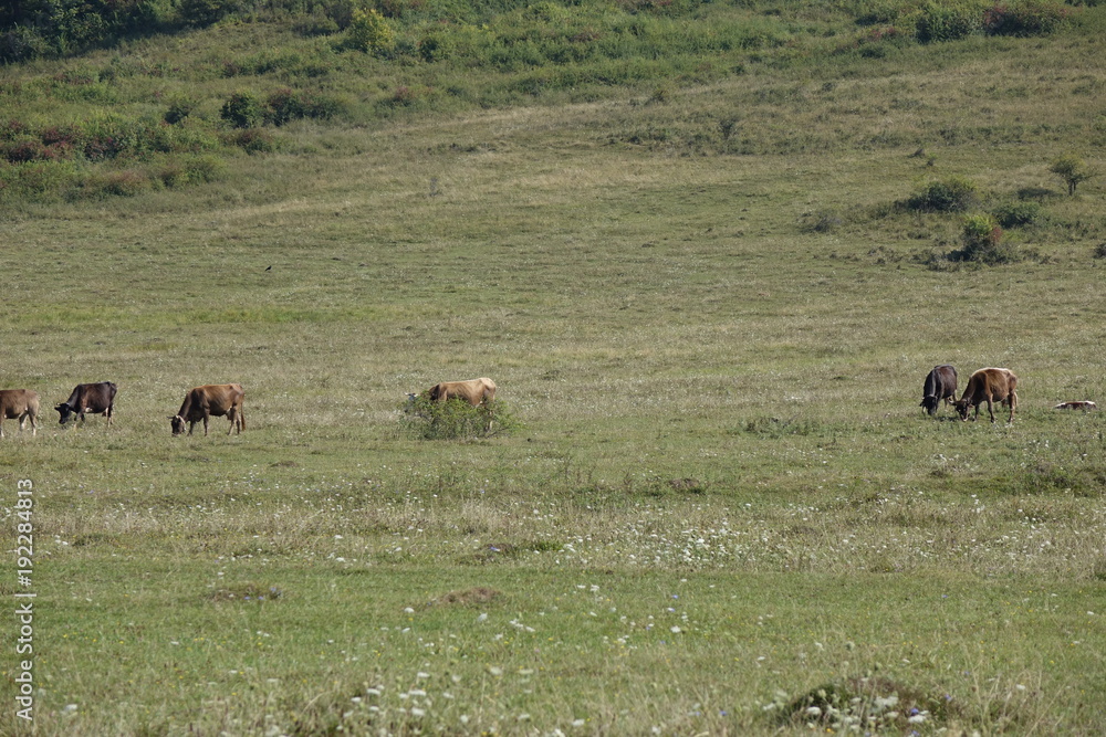 Cows graze the grass. Transcarpathia