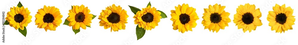 Naklejka premium Set of photos of shiny yellow sunflowers, isolated on white