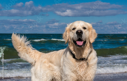 Golden retriever on the beach