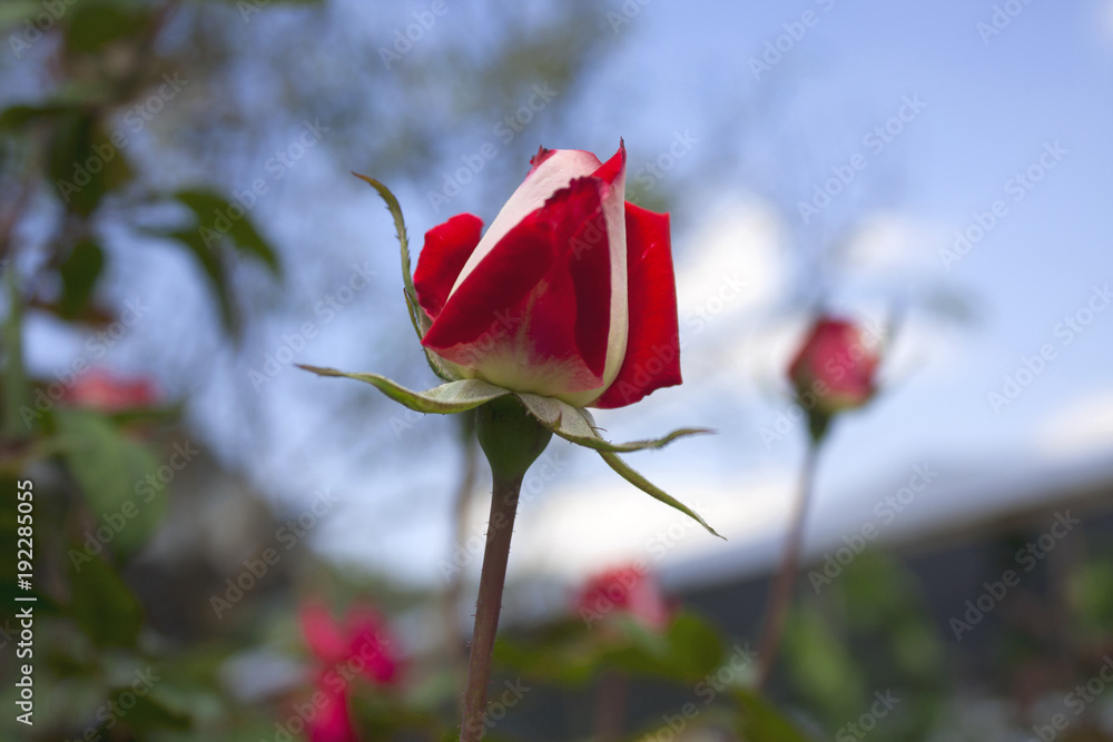 red rose in garden on sky blackground red rose in garden on sky blackground
