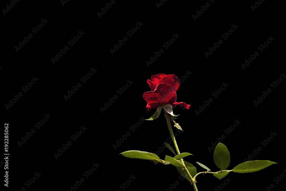 red rose flower on black background Stock Photo | Adobe Stock