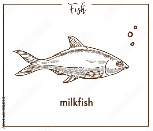 Milkfish sketch fish vector icon of chanos