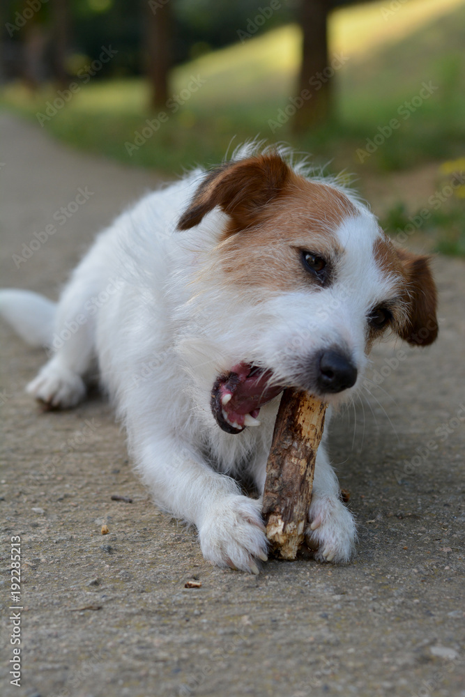 JACK RUSSELL DOG CHEWING ON A BRANCH STICK LYING ON THE FLOOR