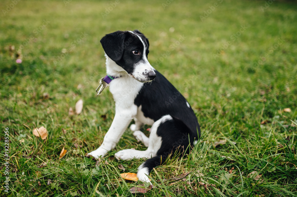 Little happy puppies playing with each other outdoor in summer on green grass at nature. Black and white lovely joyful kind dogs have fun. Funny pets activity. Playful frisky brother and sister canine