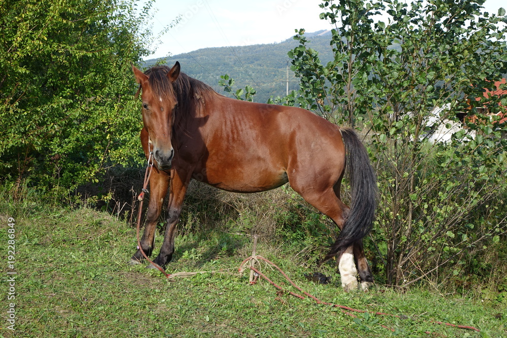 The Carpathian horse. Mountains of the Carpathians. Transcarpathia