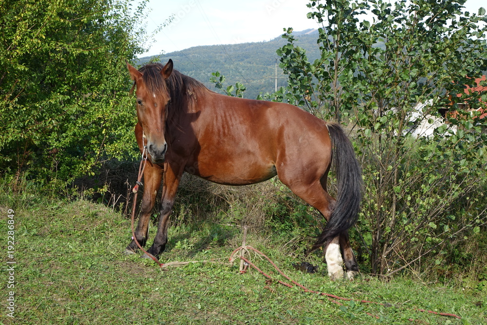 The Carpathian horse. Mountains of the Carpathians. Transcarpathia The Carpathian horse. Mountains of the Carpathians. Transcarpathia