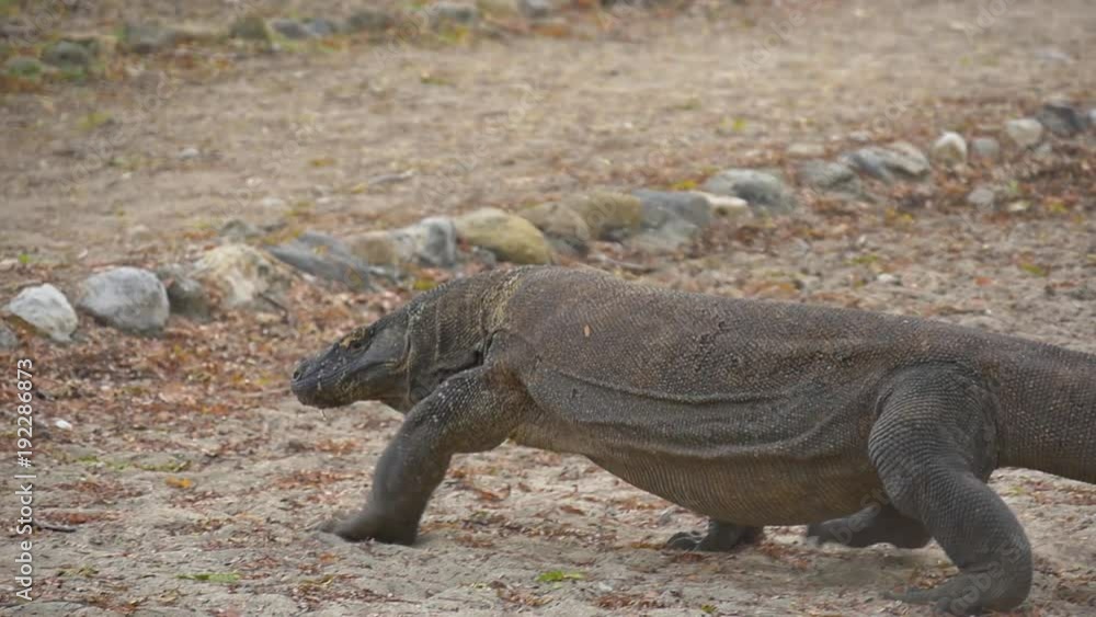 Komodo dragon walks across sandy ground looking for its next meal Komodo dragon walks across sandy ground looking for its next meal