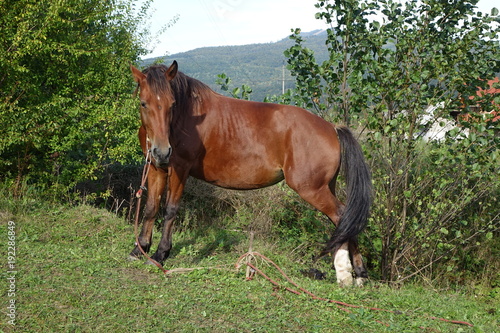The Carpathian horse. Mountains of the Carpathians. Transcarpathia © ivanvbtv