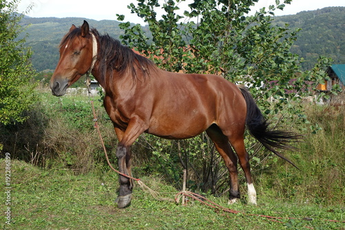 The Carpathian horse. Mountains of the Carpathians. Transcarpathia