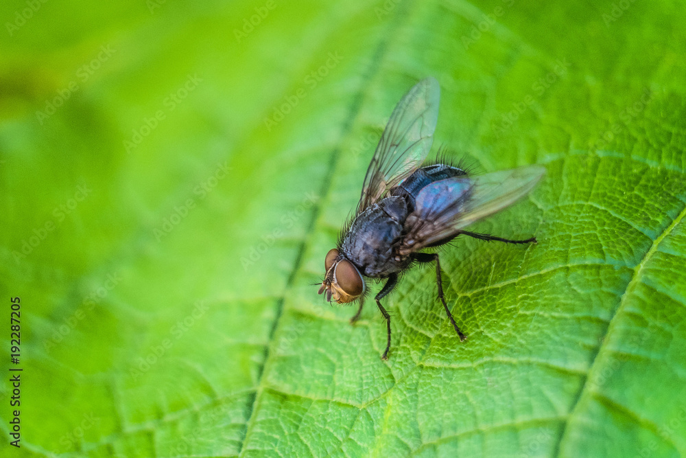 Blue meat fly insect on the green leaf in nature close-up. Blue bottle fly. Wildlife with selective focus. Blue meat fly insect on the green leaf in nature close-up. Blue bottle fly. Wildlife with selective focus.