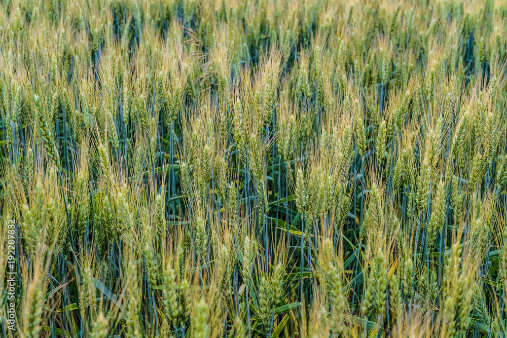 Fototapeta premium Greens of ripening wheat ears. Fragment of green field. Agricultural plantation background with limited depth of field.