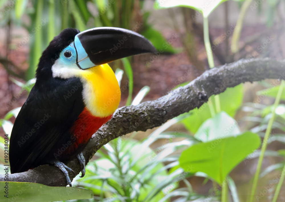 Toucan bird (Ramphastos citrolaemus) sitting on tree branch in the forest. Toucan bird (Ramphastos citrolaemus) sitting on tree branch in the forest.