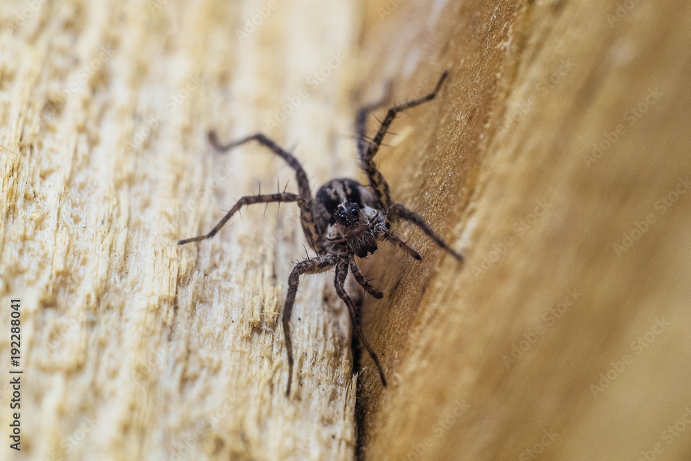 Portrait of Fiddleback spider, Violin spider or Brown hermit spider