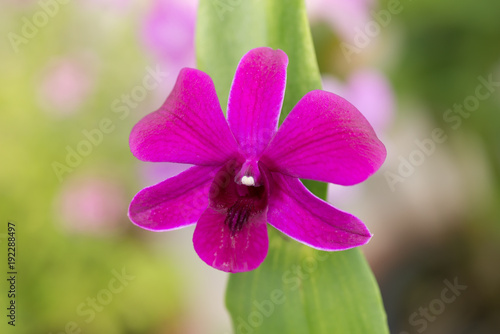 Purple Dendrobium orchid with green leaves 