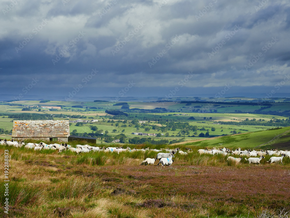 Sheep farming on moorland in the English countryside of County Durham, England, UK., Sheep farming on moorland in the English countryside of County Durham, England, UK.,