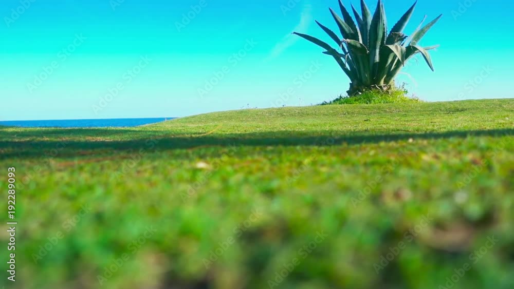 green lawn on the background of the sea green lawn on the background of the sea