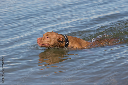 Pit bull swimming in the sea. Black leather collar with spike studs