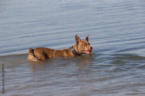Pit bull standing in the sea