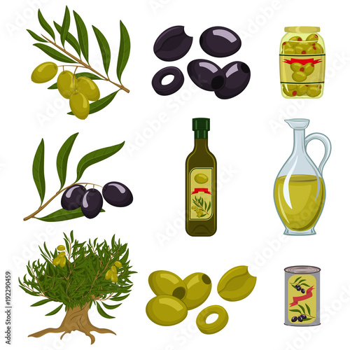 Black and green olives are whole and sliced, branch, tree, olive oil in a glass bottle and jug and canned. Vector cartoon icon set isolated on white background.