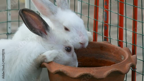 Two cute white rabbits drink water from brown clay pot in a cage