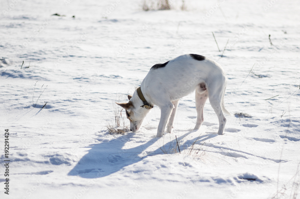 Mixed breed white dog with black spots standing on a fresh snow and sniffing around while hunting on wild rodents. Mixed breed white dog with black spots standing on a fresh snow and sniffing around while hunting on wild rodents.