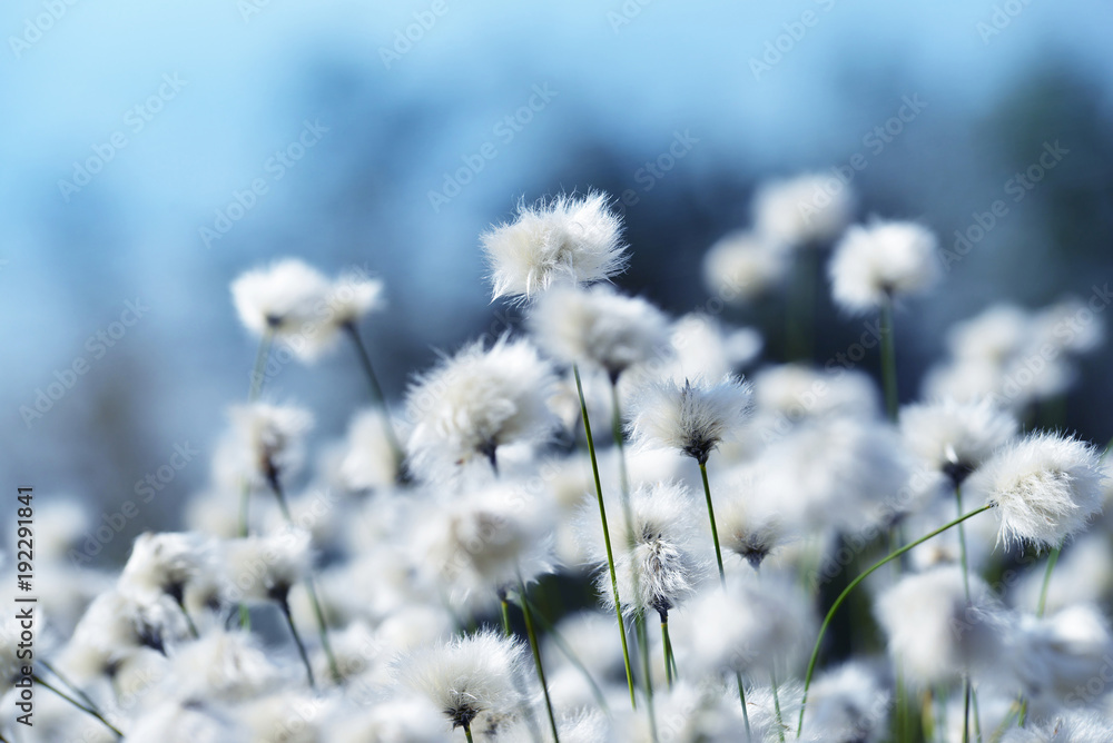 Flowering cotton grass close up. Arctic plant.