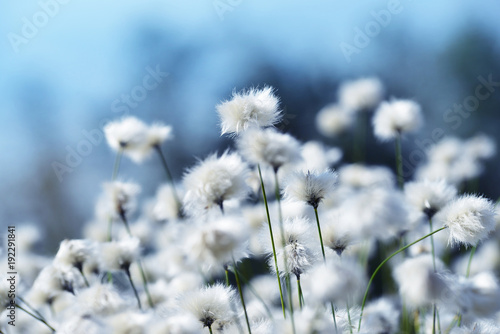 Flowering cotton grass close up. Arctic plant. © vencav
