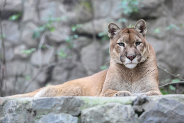 Crédence de cuisine Puma Lion des montagnes sur rocher  © Nebojsa
