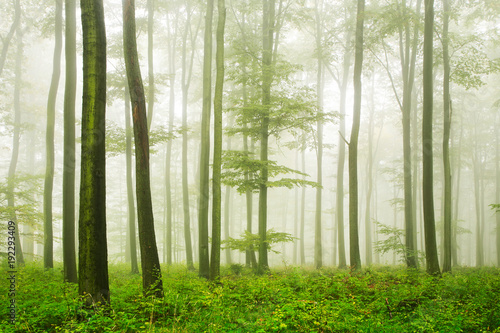 Natural forest of beech trees in fog and drizzling rain