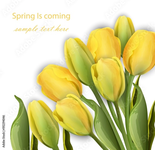 Yellow Tulip flowers on white background Vector realistic illustrations