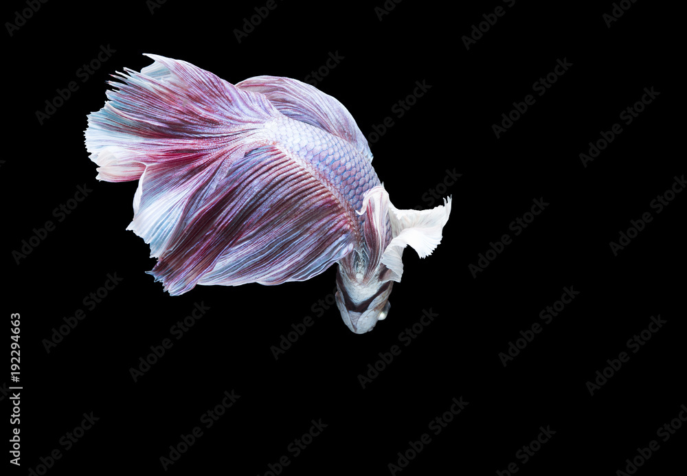 Siamese fighting fish on black background Siamese fighting fish on black background