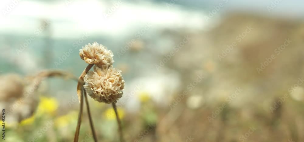 dandelion on the Coast dandelion on the Coast