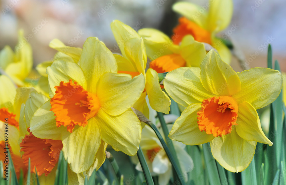 close on beautiful daffodils blooming in garden close on beautiful daffodils blooming in garden
