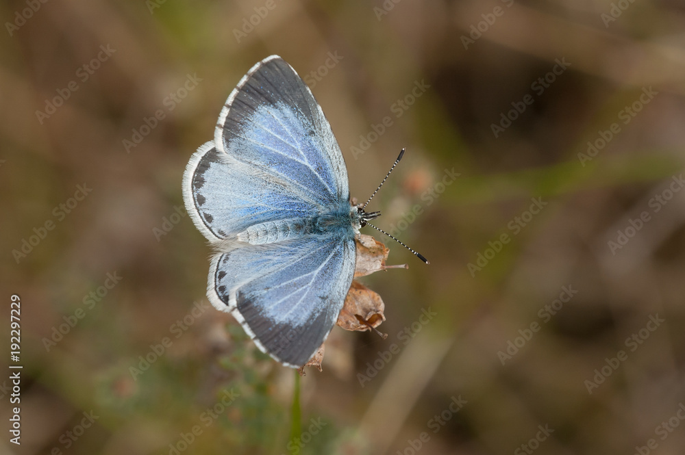 Obraz premium Holly blue (Celastrina argiolus)