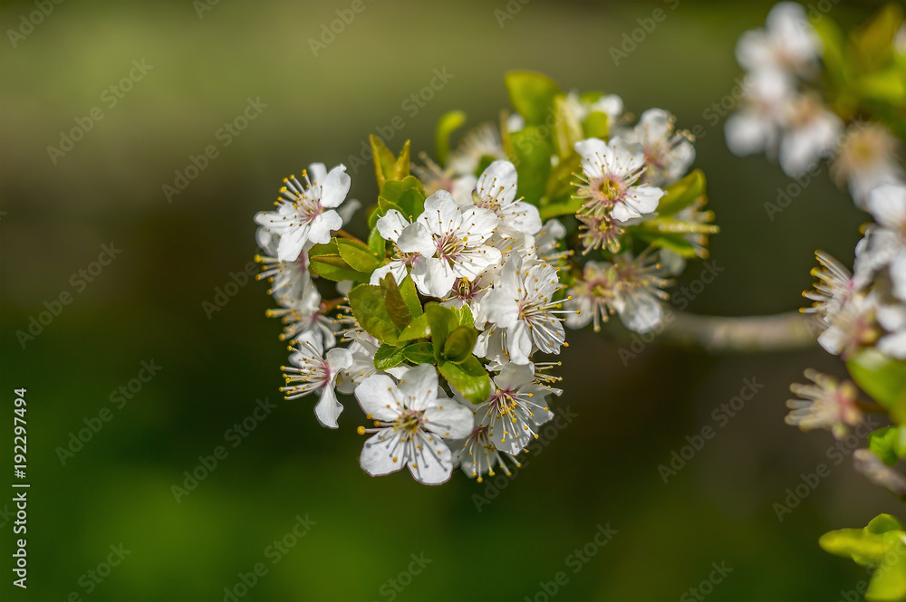 Mirabelle Bluete im Garten Frueh Jahr Lenz Mirabelle Bluete im Garten Frueh Jahr Lenz