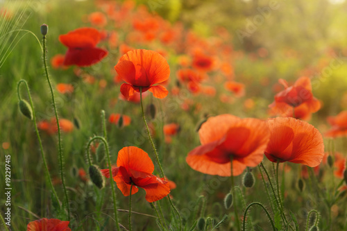 flowering poppies in the meadow in the backlight