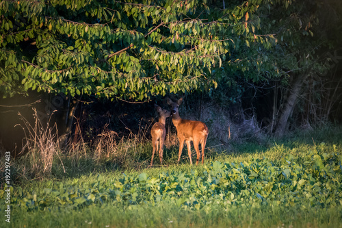 Roe deer and fawn