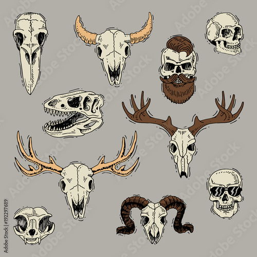 Skulls vector boned head of animals of bull goat or sheep and human skull with beard for barbershop illustration skeleton set isolated on background