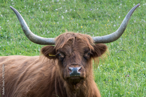 Highland cattle bull looking traight into the camera photo